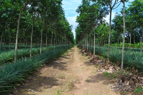 Pineapple under rows of rubber tree — Stock Photo, Image