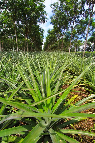 Ananas onder rijen van rubberboom — Stockfoto