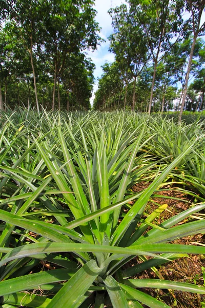 Pineapple under rows of rubber tree — Stock Photo, Image
