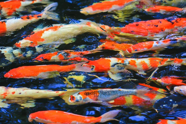 Koi balığı. — Stok fotoğraf