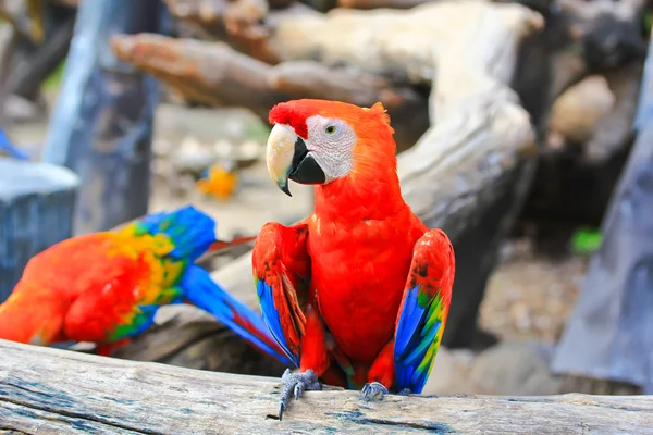 Colorful macaw — Stock Photo, Image
