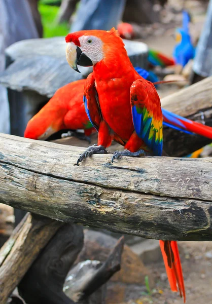 カラフルなコンゴウインコ — ストック写真