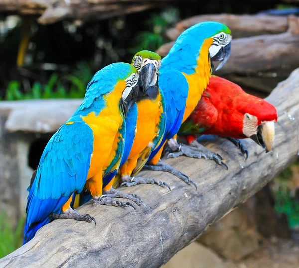 Colorful macaw — Stock Photo, Image