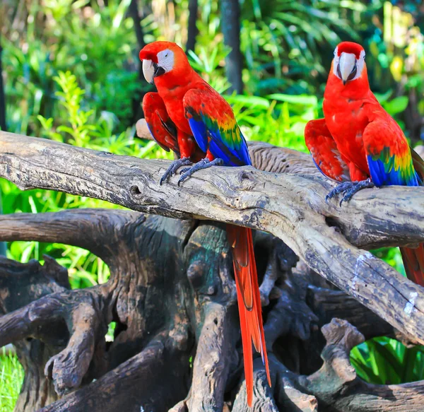 Colorful macaw — Stock Photo, Image