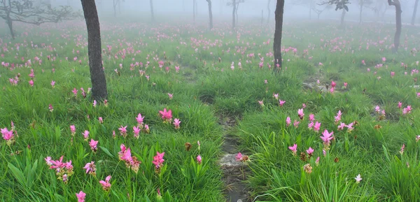 Blomma vilda siam tulpaner blommar i djungeln — Stockfoto