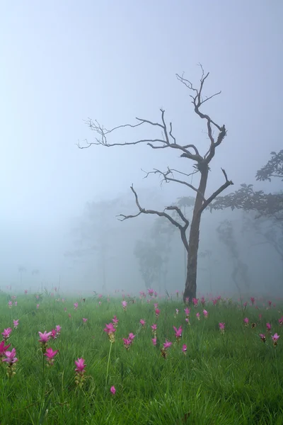 Dziki kwiat siam tulipanów kwitnący w dżungli — Zdjęcie stockowe