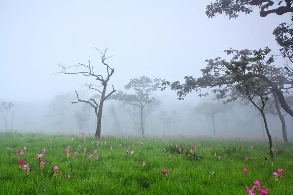 Flower Wild siam tulips blooming in the jungle — Stock Photo, Image