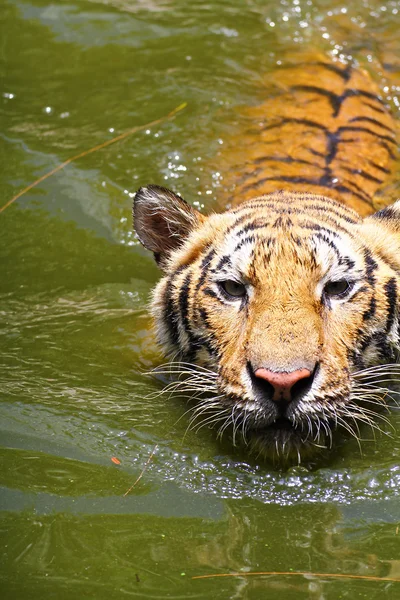 Tigre — Fotografia de Stock