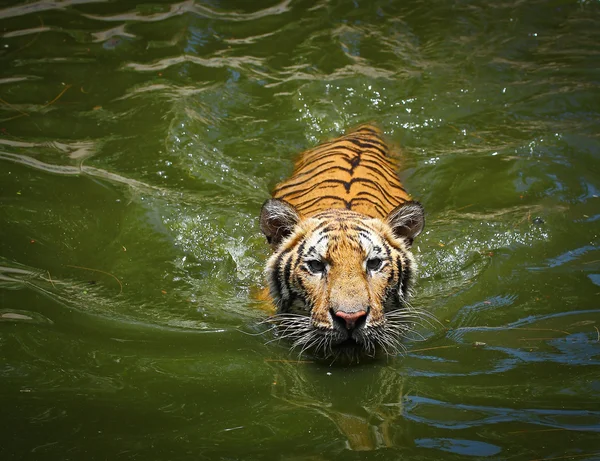 Tigre — Fotografia de Stock