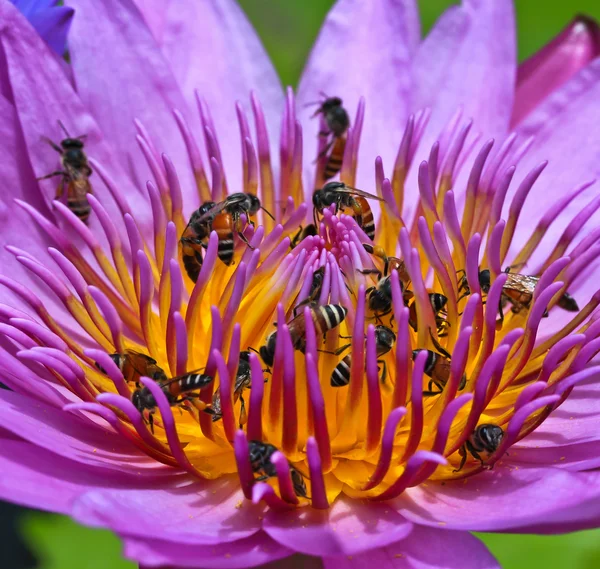 Güzel, lotus — Stok fotoğraf