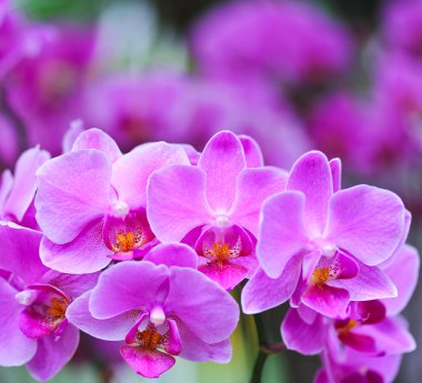 Mor orkide