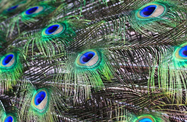 Peacock feathers — Stock Photo, Image