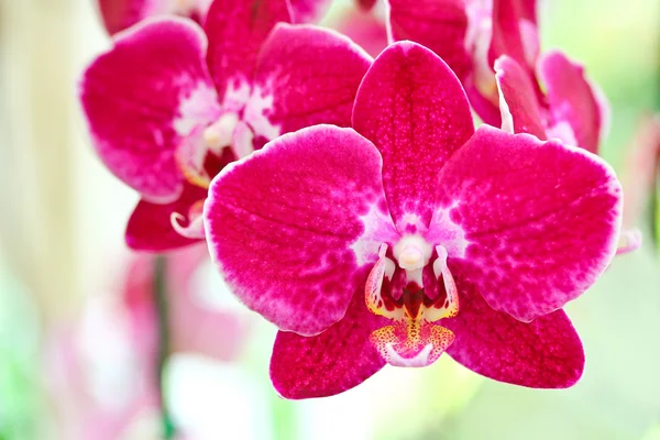 Orchidea red — Zdjęcie stockowe