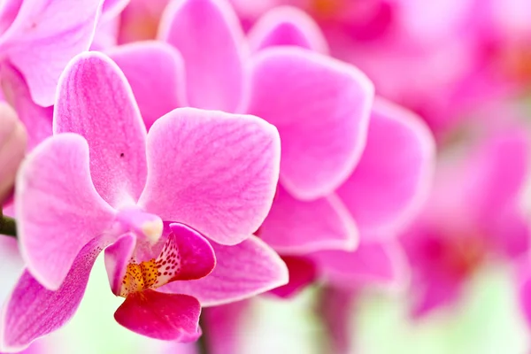 紫色の蘭 — ストック写真