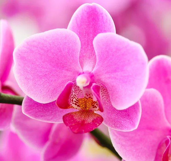 Orquídea púrpura — Foto de Stock