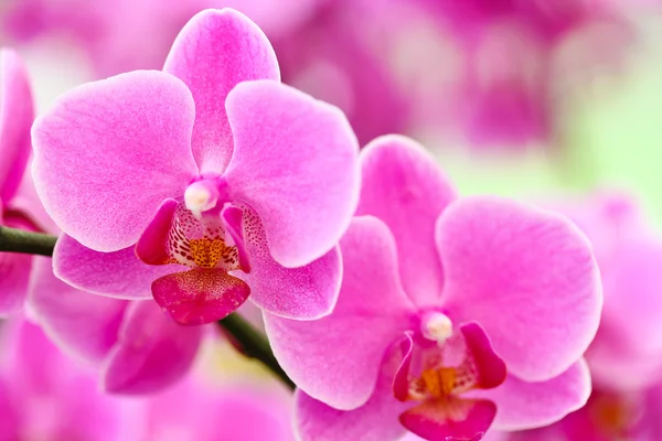 Fialová orchidej — Stock fotografie