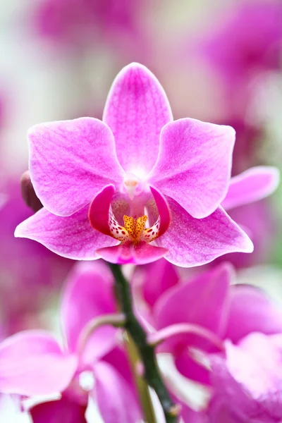 Fialová orchidej — Stock fotografie