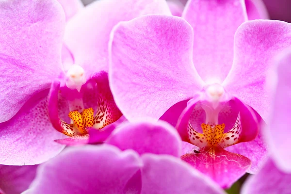 Orquídea púrpura — Foto de Stock