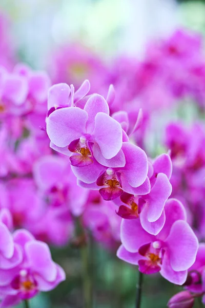 Purpurowa orchidea — Zdjęcie stockowe