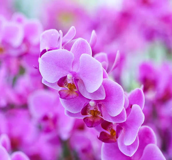 Fialová orchidej — Stock fotografie