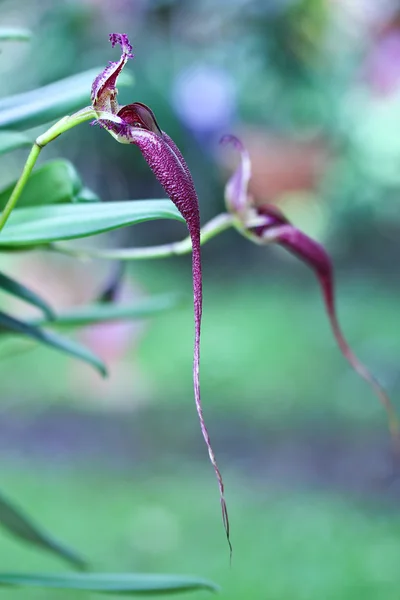 Orchidea viola — Foto Stock