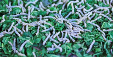 Silkworms eating mulberry leaf clipart