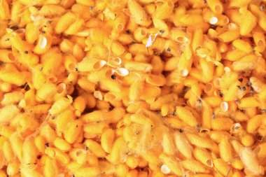 ipekböceği kozası