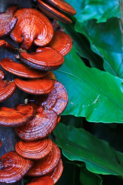 mantar ganoderma Lucidium
