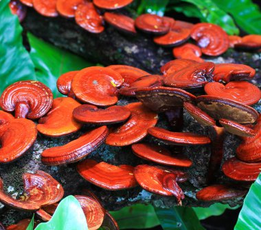 mantar ganoderma Lucidium