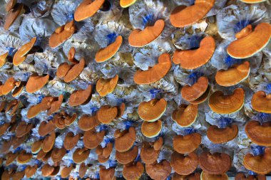 mantar ganoderma Lucidium