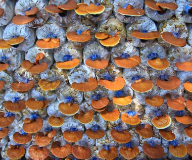 Mushroom Ganoderma lucidum clipart