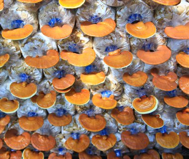 mantar ganoderma Lucidium