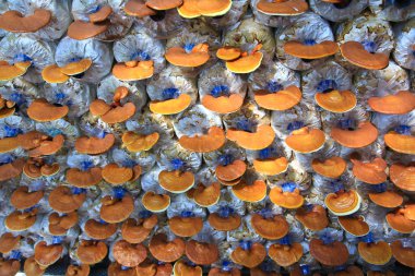 Mushroom Ganoderma lucidum clipart
