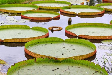 Victoria amazonica Lotus