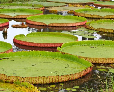 Victoria amazonica Lotus