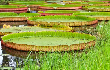 Victoria amazonica Lotus