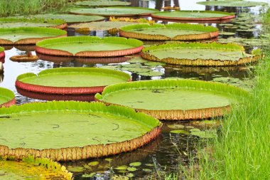 Victoria amazonica Lotus