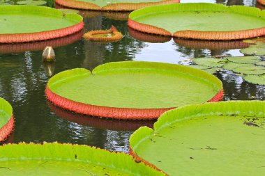 Victoria amazonica Lotus