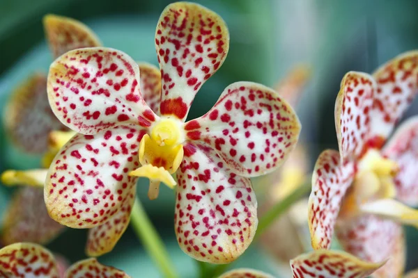 Gul orkidé - phalaenopsis — Stockfoto