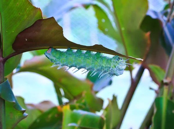 Silkworms eating mulberry leaf — Stock Photo, Image