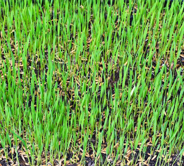 Paddy rice — Stock Photo, Image