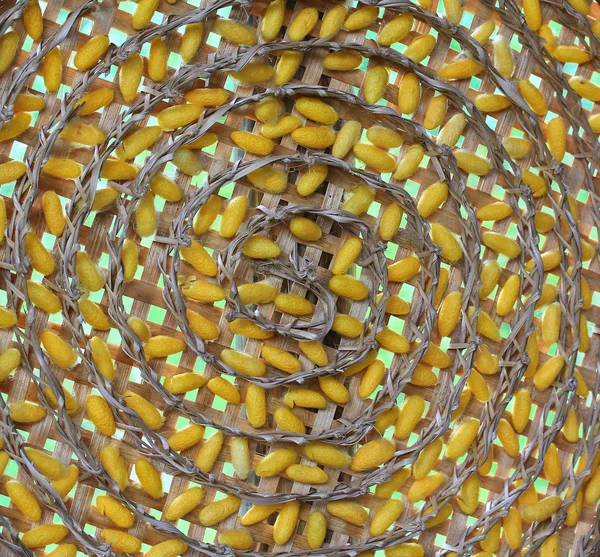 Capullo de gusano de seda —  Fotos de Stock