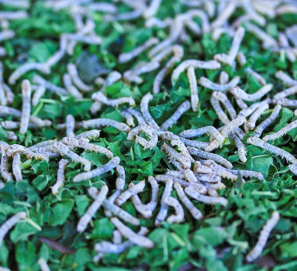 Bacche da seta che mangiano foglie di gelso — Foto Stock