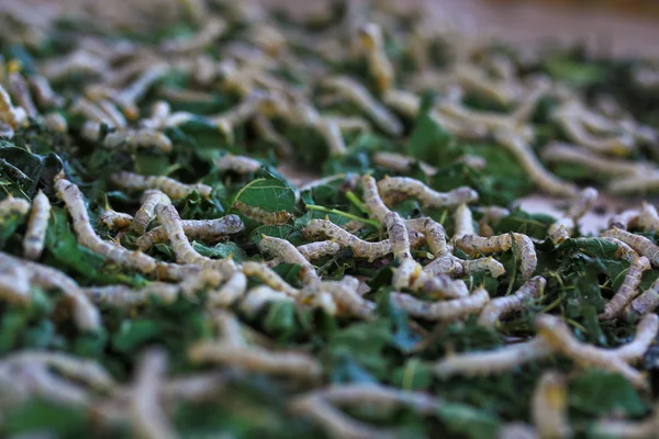 Bacche da seta che mangiano foglie di gelso — Foto Stock