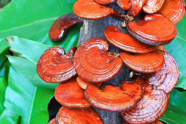 mantar ganoderma Lucidium