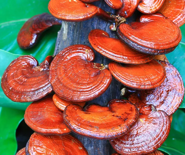 Cogumelo Ganoderma lucidum — Fotografia de Stock
