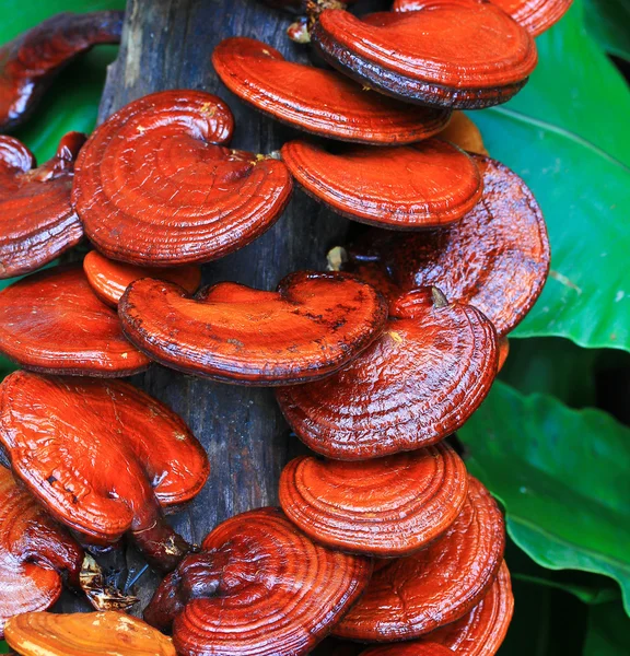 Mantar ganoderma Lucidium — Stok fotoğraf