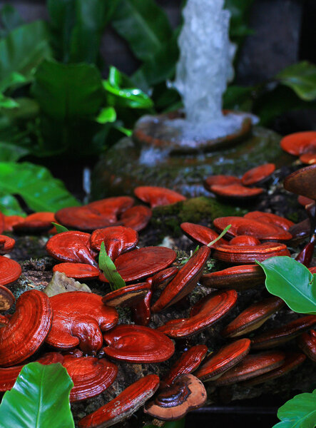 Mushroom moderma lucidum
