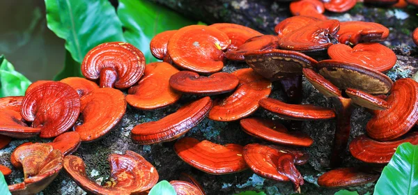 Grzyb ganoderma lucidum — Zdjęcie stockowe