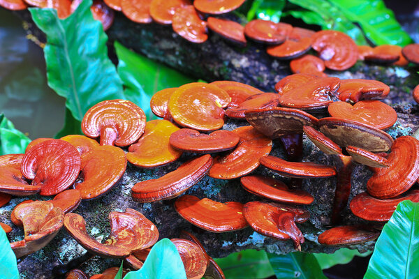 Mushroom Ganoderma lucidum